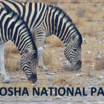 Zebra's in Etosha National Park<br/>Copyright © JTravel.nl Zebra's in Etosha National Park / Copyright © JTravel.nl