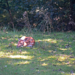 Een damhert in de Amsterdamse Waterleidingduinen op 23-8-2016<br/>Copyright ยฉ JTravel.nl Een damhert in de Amsterdamse Waterleidingduinen op 23-8-2016 / Copyright ยฉ JTravel.nl