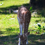 Een damhert in de Amsterdamse Waterleidingduinen op 23-8-2016<br/>Copyright ยฉ JTravel.nl Een Damhert in de Amsterdamse Waterleidingduinen op 23-8-2016 / Copyright ยฉ JTravel.nl