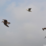 Meeuwen vanaf de veerboot bij Texel op 28 augustus 2016<br/>Copyright © JTravel.nl Meeuwen vanaf de veerboot bij Texel op 28 augustus 2016 / Copyright © JTravel.nl