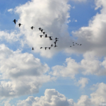 Overtrekkende vogels in De Slufter<br/>Copyright © JTravel.nl Overtrekkende vogels in De Slufter / Copyright © JTravel.nl