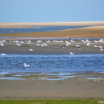 Scholeksters en meeuwen in De Slufter<br/>Copyright © JTravel.nl Scholeksters en meeuwen in De Slufter / Copyright © JTravel.nl
