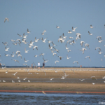 De Slufter<br/>Copyright © JTravel.nl De Slufter / Copyright © JTravel.nl