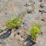 Een plant in De Slufter<br/>Copyright © JTravel.nl Een plant in De Slufter / Copyright © JTravel.nl