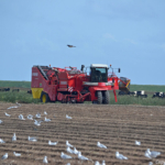 Boeren werkend op het land tussen De Waal en Oudeschild op 1 september 2016<br/>Copyright © JTravel.nl Boeren werkend op het land tussen De Waal en Oudeschild op 1 september 2016 / Copyright © JTravel.nl