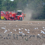 Boeren werkend op het land tussen De Waal en Oudeschild op 1 september 2016<br/>Copyright © JTravel.nl Boeren werkend op het land tussen De Waal en Oudeschild op 1 september 2016 / Copyright © JTravel.nl