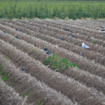 Vogels op het land tussen De Waal en Oudeschild op 1 september 2016<br/>Copyright © JTravel.nl Vogels op het land tussen De Waal en Oudeschild op 1 september 2016 / Copyright © JTravel.nl