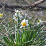 Narcissen in de Amsterdamse Waterleidingduinen op 9-4-2017 / Copyright © JTravel.nl