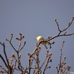 Een fitis in de Amsterdamse Waterleidingduinen op 9-4-2017 / Copyright © JTravel.nl