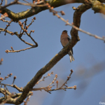 Een vink in de Amsterdamse Waterleidingduinen op 9-4-2017 / Copyright © JTravel.nl