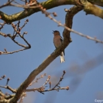 Een vink in de Amsterdamse Waterleidingduinen op 9-4-2017 / Copyright © JTravel.nl