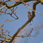 Een vink in de Amsterdamse Waterleidingduinen op 9-4-2017 / Copyright © JTravel.nl