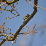 Een vink in de Amsterdamse Waterleidingduinen op 9-4-2017 / Copyright © JTravel.nl
