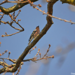 Een vink in de Amsterdamse Waterleidingduinen op 9-4-2017 / Copyright © JTravel.nl