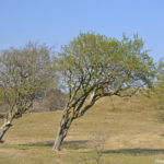 De natuur in de Amsterdamse Waterleidingduinen op 9-4-2017 / Copyright © JTravel.nl