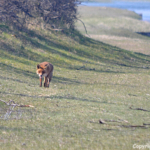 Een vos in de Amsterdamse Waterleidingduinen op 9-4-2017 / Copyright © JTravel.nl