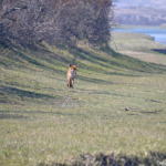 Een vos in de Amsterdamse Waterleidingduinen op 9-4-2017 / Copyright © JTravel.nl