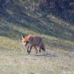 Een vos in de Amsterdamse Waterleidingduinen op 9-4-2017 / Copyright © JTravel.nl