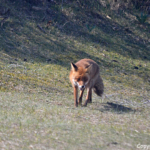 Een vos in de Amsterdamse Waterleidingduinen op 9-4-2017 / Copyright © JTravel.nl