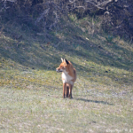 Een vos in de Amsterdamse Waterleidingduinen op 9-4-2017 / Copyright © JTravel.nl