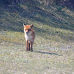 Een vos in de Amsterdamse Waterleidingduinen op 9-4-2017 / Copyright © JTravel.nl