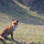 Een vos in de Amsterdamse Waterleidingduinen op 9-4-2017 / Copyright © JTravel.nl