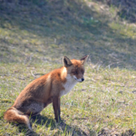 Een vos in de Amsterdamse Waterleidingduinen op 9-4-2017 / Copyright © JTravel.nl