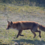 Een vos in de Amsterdamse Waterleidingduinen op 9-4-2017 / Copyright © JTravel.nl