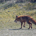 Een vos in de Amsterdamse Waterleidingduinen op 9-4-2017 / Copyright © JTravel.nl