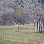 Een vos in de Amsterdamse Waterleidingduinen op 9-4-2017 / Copyright © JTravel.nl