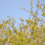 Een fitis in de Amsterdamse Waterleidingduinen op 9-4-2017 / Copyright © JTravel.nl