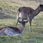 Damherten in de Amsterdamse Waterleidingduinen op 9-4-2017 / Copyright © JTravel.nl