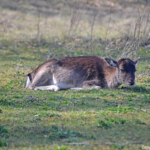 Een damhert in de Amsterdamse Waterleidingduinen op 9-4-2017 / Copyright © JTravel.nl