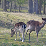 Damherten in de Amsterdamse Waterleidingduinen op 9-4-2017 / Copyright © JTravel.nl