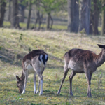 Damherten in de Amsterdamse Waterleidingduinen op 9-4-2017<br/>Copyright ยฉ JTravel.nl Damherten in de Amsterdamse Waterleidingduinen op 9-4-2017 / Copyright ยฉ JTravel.nl