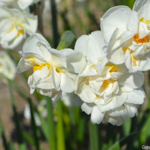 Narcissen in de Bollenstreek rond De Zilk<br/>Copyright ยฉ JTravel.nl Narcissen in de Bollenstreek rond De Zilk / Copyright ยฉ JTravel.nl