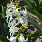 Hyacinten in de Bollenstreek rond De Zilk<br/>Copyright ยฉ JTravel.nl Hyacinten in de Bollenstreek rond De Zilk / Copyright ยฉ JTravel.nl