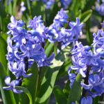 Hyacinten in de Bollenstreek rond De Zilk<br/>Copyright ยฉ JTravel.nl Hyacinten in de Bollenstreek rond De Zilk / Copyright ยฉ JTravel.nl