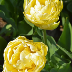 Tulpen in de Bollenstreek rond De Zilk<br/>Copyright ยฉ JTravel.nl Tulpen in de Bollenstreek rond De Zilk / Copyright ยฉ JTravel.nl