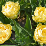 Tulpen in de Bollenstreek rond De Zilk<br/>Copyright ยฉ JTravel.nl Tulpen in de Bollenstreek rond De Zilk / Copyright ยฉ JTravel.nl
