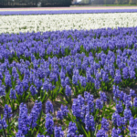Hyacinten in de Bollenstreek rond De Zilk<br/>Copyright ยฉ JTravel.nl Hyacinten in de Bollenstreek rond De Zilk / Copyright ยฉ JTravel.nl