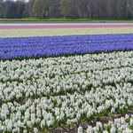 Hyacinten in de Bollenstreek rond De Zilk<br/>Copyright ยฉ JTravel.nl Hyacinten in de Bollenstreek rond De Zilk / Copyright ยฉ JTravel.nl