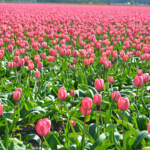 Tulpen in de Bollenstreek rond De Zilk<br/>Copyright ยฉ JTravel.nl Tulpen in de Bollenstreek rond De Zilk / Copyright ยฉ JTravel.nl