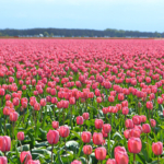 Tulpen in de Bollenstreek rond De Zilk<br/>Copyright ยฉ JTravel.nl Tulpen in de Bollenstreek rond De Zilk / Copyright ยฉ JTravel.nl