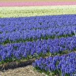 Hyacinten rond de Zilk in de Bollenstreek Hyacinten rond de Zilk in de Bollenstreek