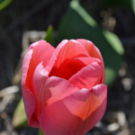 Tulpen in de Bollenstreek rond De Zilk<br/>Copyright ยฉ JTravel.nl Tulpen in de Bollenstreek rond De Zilk / Copyright ยฉ JTravel.nl