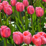 Tulpen in de Bollenstreek rond De Zilk<br/>Copyright ยฉ JTravel.nl Tulpen in de Bollenstreek rond De Zilk / Copyright ยฉ JTravel.nl