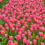 Tulpen in de Bollenstreek rond De Zilk<br/>Copyright ยฉ JTravel.nl Tulpen in de Bollenstreek rond De Zilk / Copyright ยฉ JTravel.nl