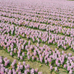 Hyacinten in de Bollenstreek rond De Zilk<br/>Copyright ยฉ JTravel.nl Hyacinten in de Bollenstreek rond De Zilk / Copyright ยฉ JTravel.nl