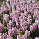 Hyacinten in de Bollenstreek rond De Zilk<br/>Copyright ยฉ JTravel.nl Hyacinten in de Bollenstreek rond De Zilk / Copyright ยฉ JTravel.nl